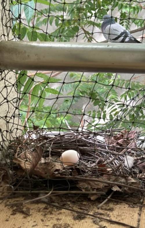 Eskişehir'de güvercin apartman sakini oldu!