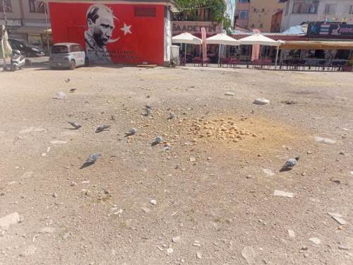 Eskişehir’de güvercin besleme alanı sorun yaratıyor
