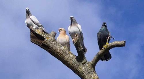 Eskişehir’de güvercin ticaretinde milyonluk rakamlar...