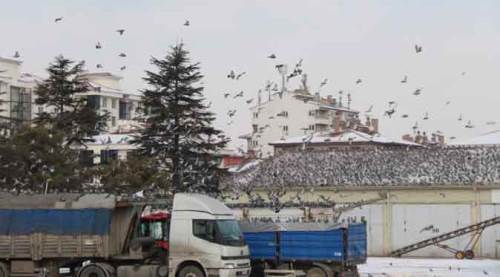 Eskişehir'de güvercinler yine oraya akın ediyor