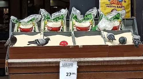 Eskişehir'de güvercinlerin pirinç keyfi