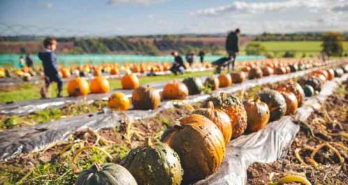 Eskişehir'de hafta sonunuzu bu planla canlandırın! Ücretsiz ulaşım için...