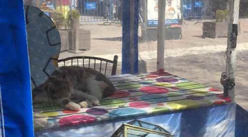 Eskişehir'de halk sokakta, kediler karantinada!