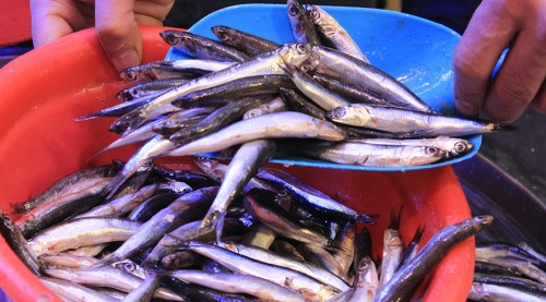 Eskişehir'de hamsi tavuğu solladı