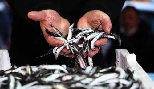 Eskişehir'de hamsi tezgaha gelmeden fiyatı konuşuluyor!