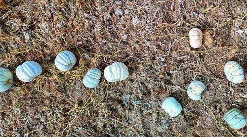 Eskişehir'de hasat zamanı: Meşhur balkabağı bakın neye iyi geliyor...