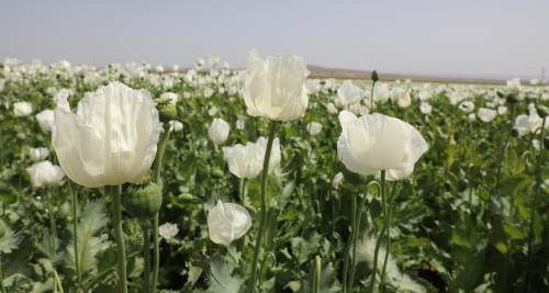 Eskişehir'de haşhaş tarımı yeni bir döneme giriyor!