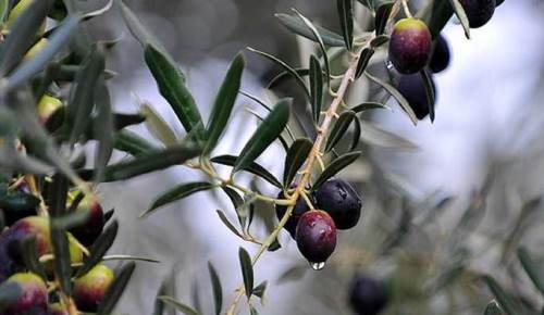 Eskişehir'de hava sıcaklığı zeytini de vurdu 