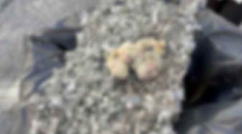 Eskişehir'de hayrete düşüren görüntü: Çöpe attılar! 