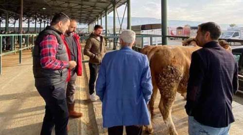Eskişehir'de hayvan pazarına yoğun ilgi, fiyatlar düştü