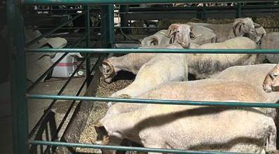 Eskişehir'de hayvan pazarında büyük mağduriyet!