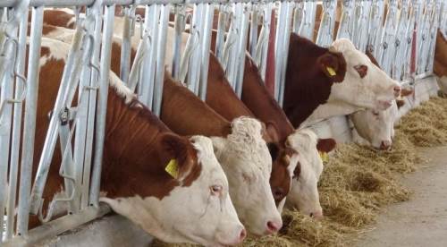 Eskişehir'de hayvan temini ve ödeme talepleri süresi uzatıldı