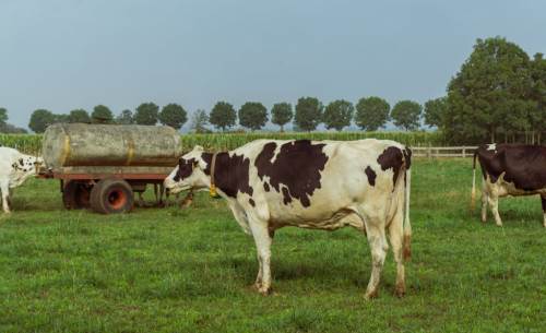 Eskişehir'de hayvancılıkta devrim: Maksimum verim alınacak!