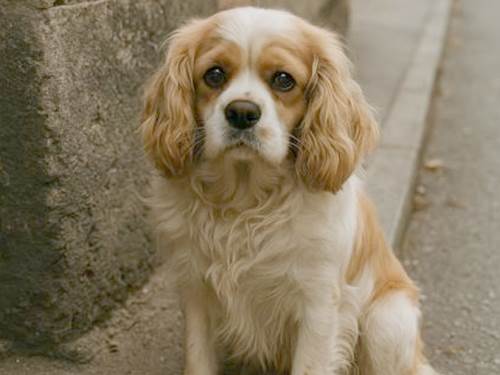 Eskişehir'de hayvanseverleri üzecek tablo 