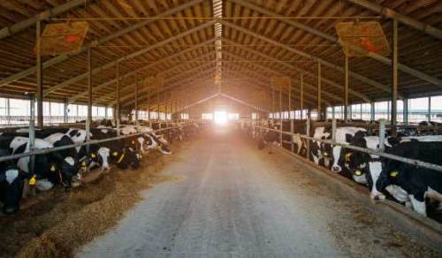 Eskişehir'de her ev bir mandıra olacak!