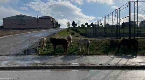 Eskişehir'de her geçen gün artan tehlike!