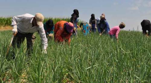 Eskişehir'de herkes gölge ararken onlar 12 saat bu işi yapıyor!