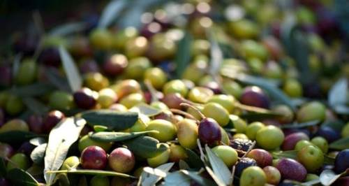 Eskişehir'de heyecanlandıran gelişme: Zeytine kavuşacağız!