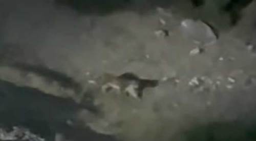 Eskişehir'de heyecanlandıran görüntü: Nesli tükeniyordu...