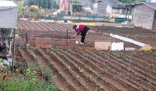 Eskişehir'de hobi bahçeleri açıldı
