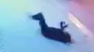 Eskişehir'de ifadeleri ortaya çıktı: En çok değer verdiğim varlığı...