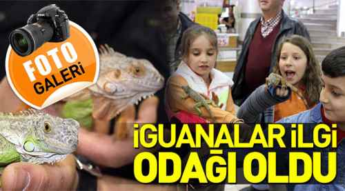 Eskişehir'de iguanalar ilgi odağı oldu