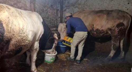 Eskişehir’de iki dananın kilosu şaşırttı: Gözler Guinness Rekorlar Kitabı’nda