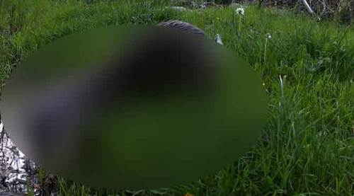 Eskişehir'de ilk defa görüntülendi! Böyle fotoğraflandı...