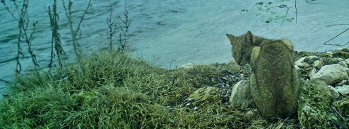 Eskişehir'de ilk kez görüntülendi!