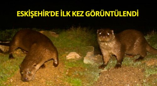 Eskişehir'de ilk kez görüntülendi
