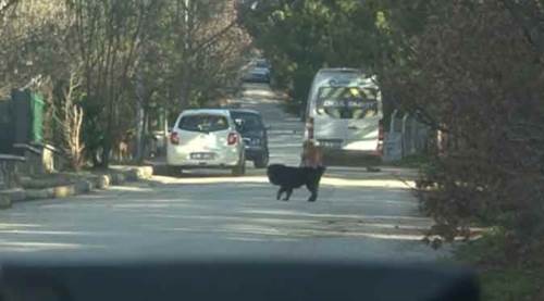 Eskişehir'de isyan ettiren görüntü