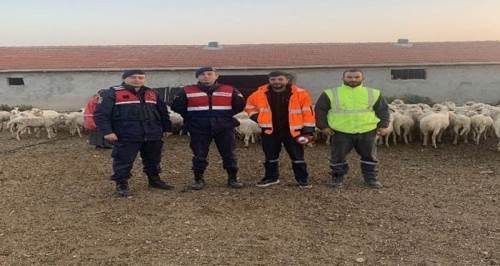 Eskişehir'de jandarma 200 hayvanı da buldu