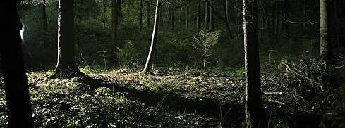 Eskişehir'de jandarma suçüstü yakaladı! Ormanlık alanda...