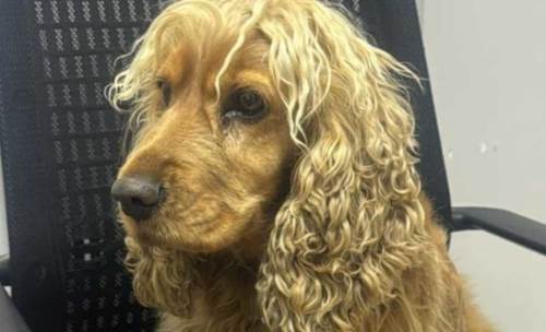 Eskişehir'de kaçırılmıştı: Sonunda iyi haber geldi!