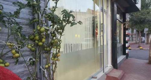 Eskişehir'de kaldırım kenarında yetişti, görenleri şaşkına çevirdi 