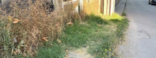 Eskişehir’de kaldırım otlara teslim oldu: Yayalar yola inmek zorunda kalıyor