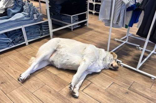 Eskişehir'de kalpleri ısıtan manzara, görenin yüzü gülüyor