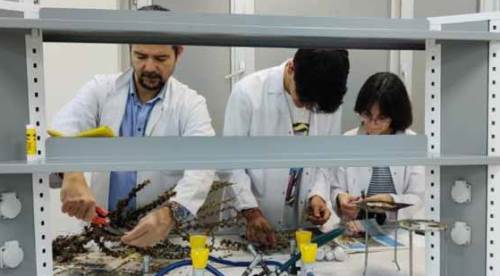 Eskişehir'de kanserli hücreyi iyileştiren mucize bitki!