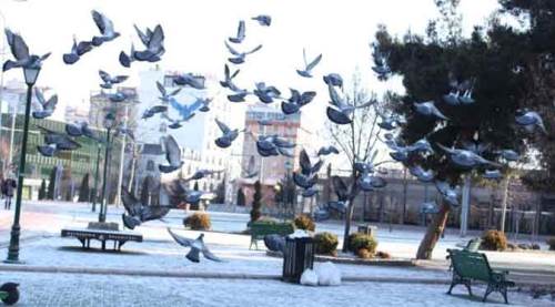 Eskişehir'de kar üzerinde ekmek telaşı!