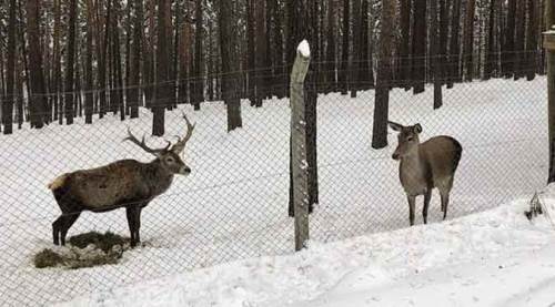 Eskişehir'de karın keyfini onlar da çıkardı