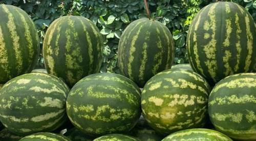 Eskişehir'de karpuz fiyatları şaşırtıyor