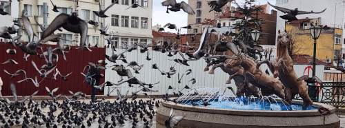 Eskişehir’de kartpostallık anlar: Kuşlar izleyenleri büyüledi