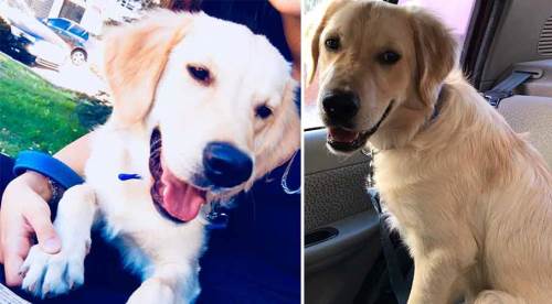 Eskişehir'de kaybettiği köpeğini arıyor