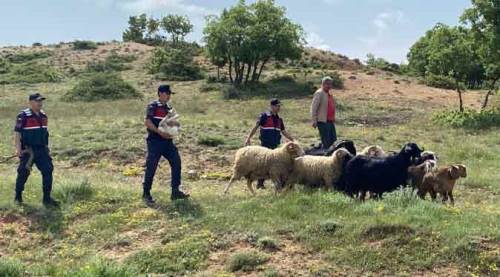 Eskişehir’de kaybolan küçükbaş hayvanları jandarma buldu