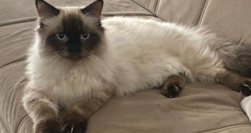 Eskişehir'de kayboldu: Bulana para ödülü var!