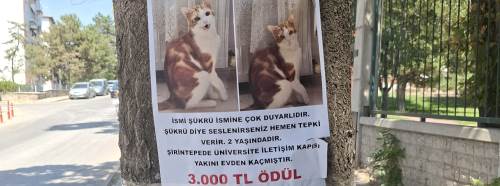 Eskişehir'de kayıp aranıyor: Bulana ödül