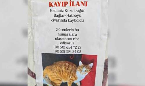 Eskişehir'de kayıp kedi “Kuzu” için mahalle seferber oldu!