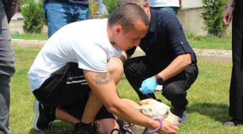 Eskişehir'de kedi köpek sahipleri dikkat! Üçte bir fiyatına uygulanacak...