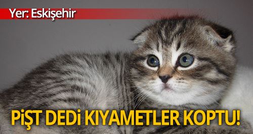 Eskişehir'de kediye 'pişt dedin' kavgası