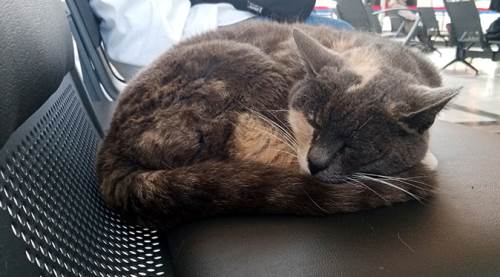 Eskişehir'de kendine sakin yer arayan kedi huzuru garda buldu